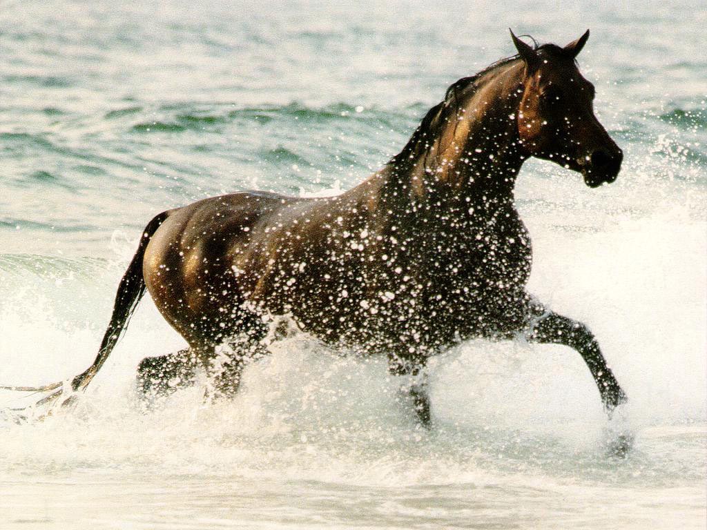 Kůň ve vodě