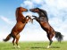 Dva koně proti sobě