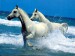 Koně běží ve vodě