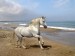Kůň na pláži